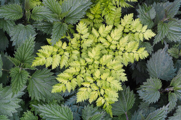 Feinste Farben, am Feldrand grüne Kräuter