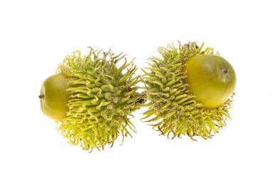 Austrian acorn isolated