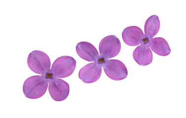 Fototapeta na wymiar lilac flowers closeup isolated