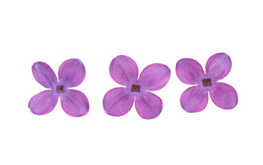 lilac flowers closeup isolated