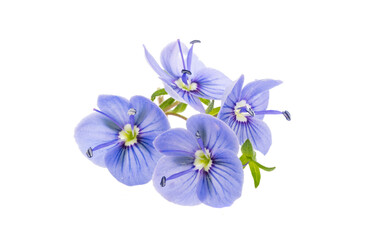 Veronica flowers isolated