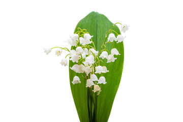 lily of the valley flowers isolated