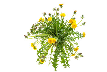 Dandelion flowers isolated