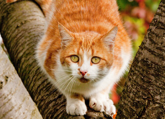 Rudy kot na drzewie. Red cat on a tree.