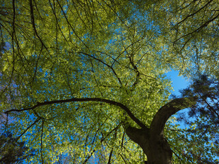 Feinste Farben, frisches Baumgrün junge Blätter im Wald, Park