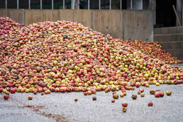 Pile of apples harvested for cider production. Large pile of apples in cider brewery.