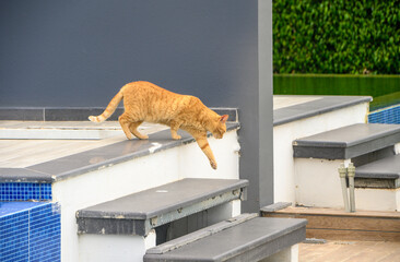 red cat walking near the pool 3