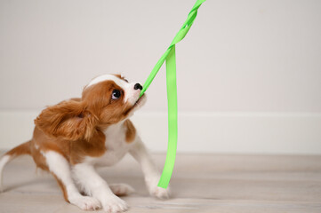Cute puppy pulling rope, playing tug of war with his owner, indoors. Dog game. Concept of dog...