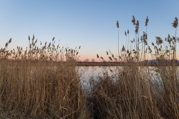 Evening landscape at sunset by the pond.