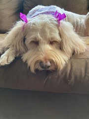 golden doodle with purple bows on the couch