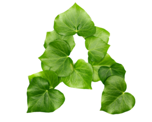 Green ivy leaves in shape alphabet letter A isolated on white, clipping path