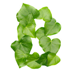 Green ivy leaves in shape alphabet letter B isolated on white, clipping path