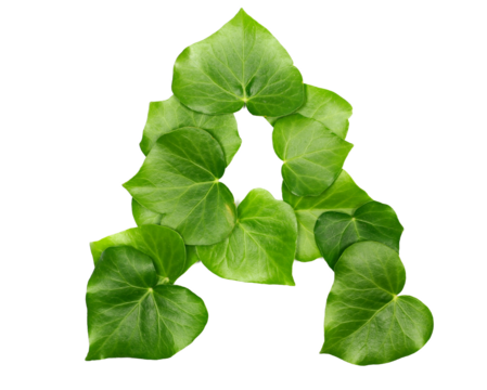Green ivy leaves in shape alphabet letter A isolated on white, clipping path