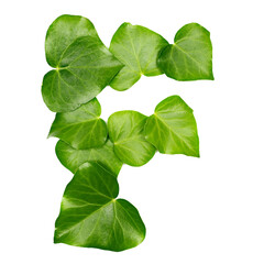 Green ivy leaves in shape alphabet letter F isolated on white, clipping path