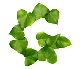Green ivy leaves in shape alphabet letter G isolated on white, clipping path