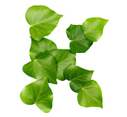 Green ivy leaves in shape alphabet letter K, isolated on white, clipping path