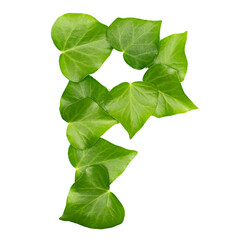 Green ivy leaves in shape alphabet letter P, isolated on white, clipping path
