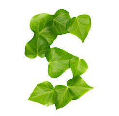 Green ivy leaves in shape alphabet letter S, isolated on white, clipping path