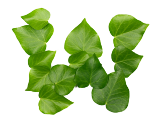 Green ivy leaves in shape alphabet letter W, isolated on white, clipping path