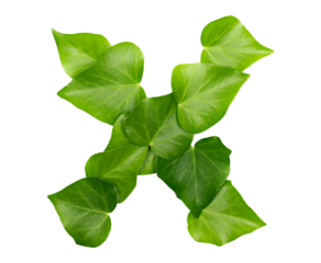 Green ivy leaves in shape alphabet letter X, isolated on white, clipping path