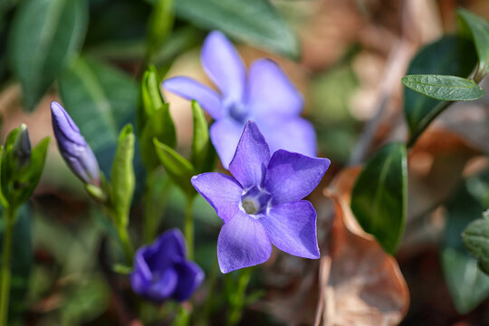 Beautiful blooming purple flowers in forest.