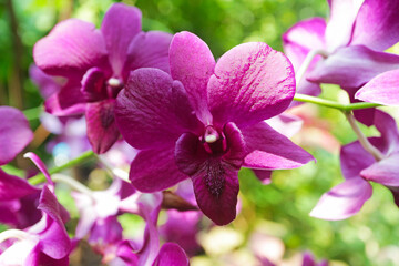 Closeup of of Gorgeous Magenta Vanda Orchids Blooming in the Sunlight