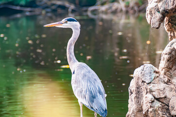 A great blue heron stands half-turned with tag on leg against the backdrop of a green pond or swamp and a rocky cliff with overgrown cobwebs