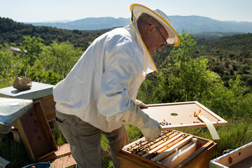Beekeeper in protective suit at work, opening the hive. Natural space with a landscape of nature.