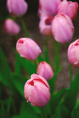 Fototapeta premium Pink Tulips Flowers With Green Leaves in Bloom