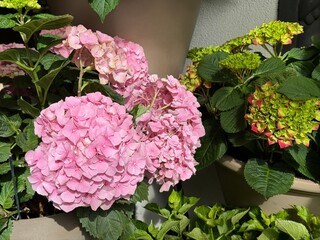 Hydrangea flowers pink and green blossoms.