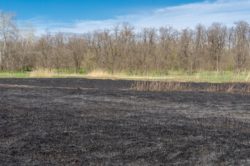 Meadow with burnt dry grass and black ash. Field with scorched reed grass is aftermath wild fire....