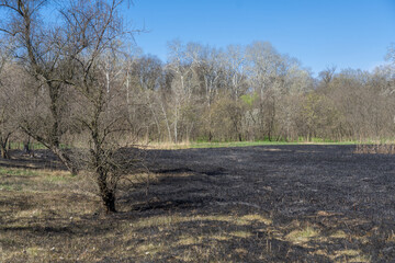 Fototapeta na wymiar Meadow with burnt dry grass and black ash. Field with scorched reed grass is aftermath wild fire. Natural disaster and environment pollution problem. Destruction of insects and slash-burn agriculture.