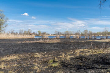 Meadow with burnt dry grass and black ash. Field with scorched reed grass is aftermath wild fire. Natural disaster and environment pollution problem. Destruction of insects and slash-burn agriculture.