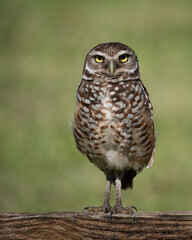 Burrowing owl with bright yellow eyes, long slender legs, and brown plumage spotted with white, is...