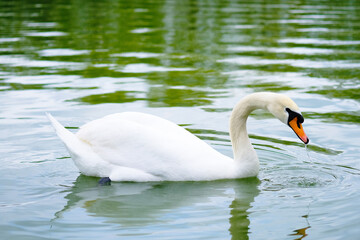 White Swan Floating on Water