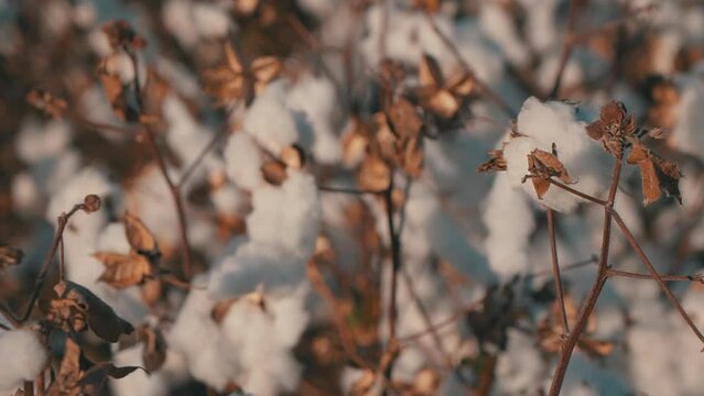 ripe cotton cultivation chaco paraguay