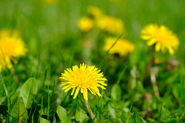 Cluster of Yellow Dandelions in Green Grass