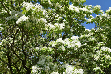 Chionanthus virginicus en fleurs au printemps