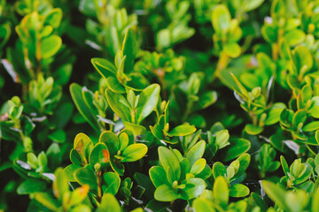 Close Up of Green Leaves on Bush