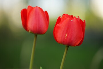 Two vivid red tulip flowers grows in spring garden