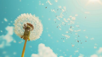 Dandelion flower with seeds flying away by wind at blue sky background. AI generated image