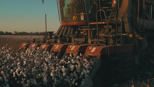 CaseIH cotton combine at sunset