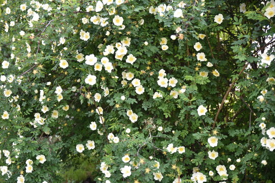 Rosa alba à petites fleur au printemps