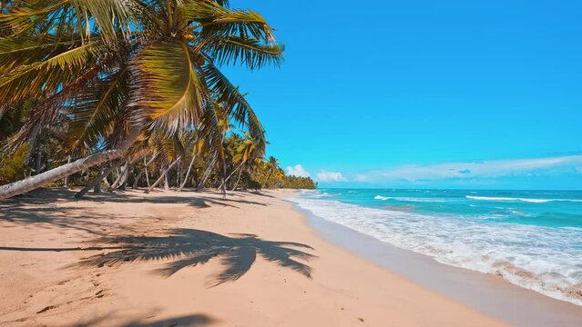 Clear waves on a sunny Dominican beach. Coconut palms and turquoise ocean under a cloudy blue sky. Exotic tropical nature scenery Bright tree leaves against the sky. Calm beach scene.