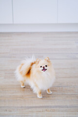 Small Dog Standing on Hardwood Floor