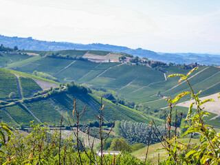 Panoramic view of the famous vineyard during summer in Langhe wine region of Piedmont (Piemonte),...