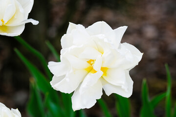 Naklejka na ściany i meble Close-Up of White Daffodil Flower With Yellow Center