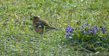 Pinson des bois dans le jardin