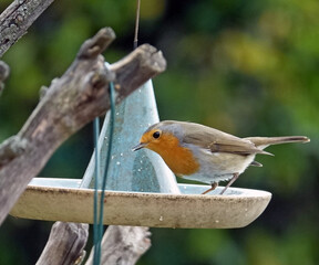 Rouge gorge dans le mangeoire du jardin