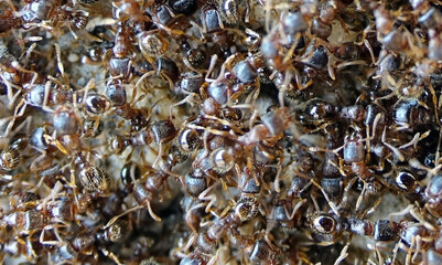 Gros plans sur des milliers de fourmis dans le jardin